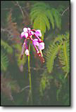 Philipine Ground Orchid